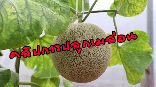 การปลูกเมล่อน